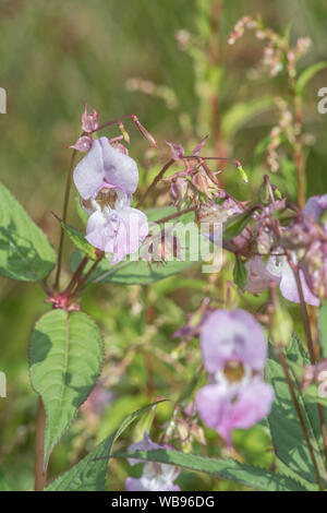 Des fleurs et des feuilles supérieures de la Balsamine de l'himalaya / Impatiens glandulifera - qui aime les sols humides / terrain, bords de rivière, les banques. Banque D'Images