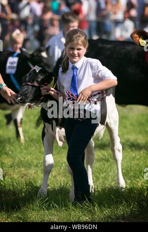 Races de vache étant attribué à l'ébrèchement rosettes leur farm & agricultural show à l'effritement, Lancashire, UK Banque D'Images