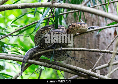 Vivre libre serpent boa sur une branche à Lokobe strict nature reserve à Madagascar, Nosy Be, de l'Afrique Banque D'Images