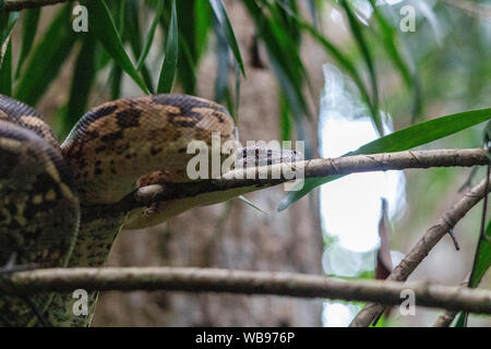 Vivre libre serpent boa sur une branche à Lokobe strict nature reserve à Madagascar, Nosy Be, de l'Afrique Banque D'Images