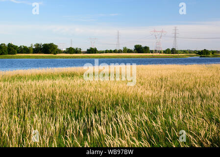 Berge de Rivière des Prairies couvertes de l'alpiste roseau (Phalaris arundinacea) avec les lignes d'Hydro Québec en arrière-plan. Laval, Canada. Banque D'Images