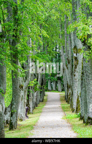 Allée d'arbres en été avec un sentier de gravier, park road perspective avec les rangées d'arbres Banque D'Images