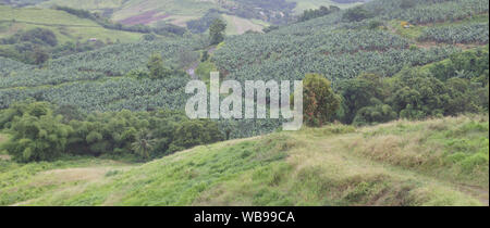 Plantatiosn de bananes sur l'île tropicale de la Martinique. Banque D'Images