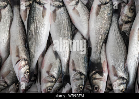 Poissons de mer fraîchement pêchés à l'intérieur d'un conteneur prêt à mettre la glace. Banque D'Images