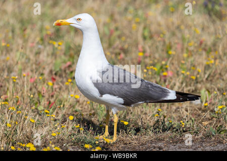 Yellow-legged European Herring Gull (Larus argentatus) Banque D'Images