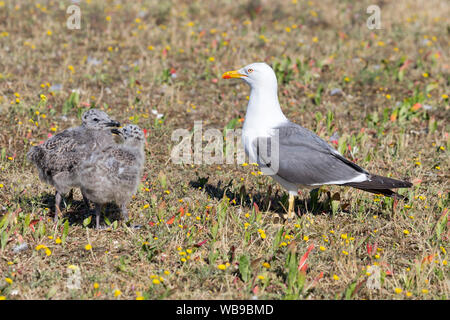 Yellow-legged European Herring Gull (Larus argentatus) avec les poussins Banque D'Images