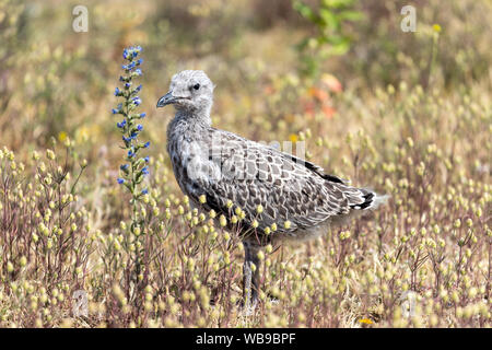 European Herring Gull (Larus argentatus) poussin Banque D'Images