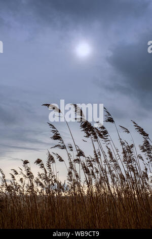 Scène rurale de roseaux rétroéclairé avec ciel couvert et soleil dans la campagne du Cheshire UK Banque D'Images
