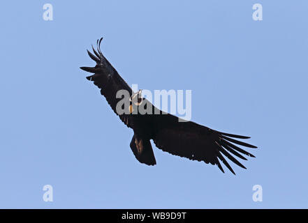 Condor des Andes (Vultur gryphus) adulte en vol Farellones, Chili Janvier Banque D'Images