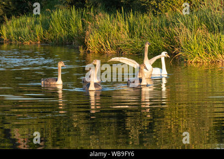 Famille de cygnes tuberculés (Cygnus olor) avec cinq cygnets sur le Canal de Basingstoke en été, lumière du soir, Hampshire, Royaume-Uni Banque D'Images