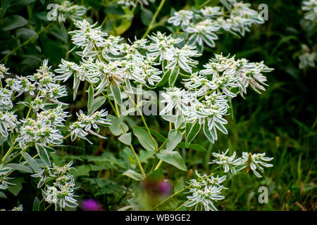 Euphorbia marginata (neige sur la montagne) qui poussent à l'état sauvage Banque D'Images