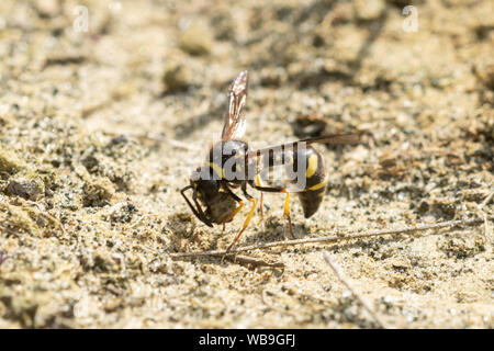 Heath potter wasp (Eumenes coarctatus) recueillir une boule d'argile pour construire un nid dans un pot de gelée de Surrey, Angleterre, Royaume-Uni site Banque D'Images