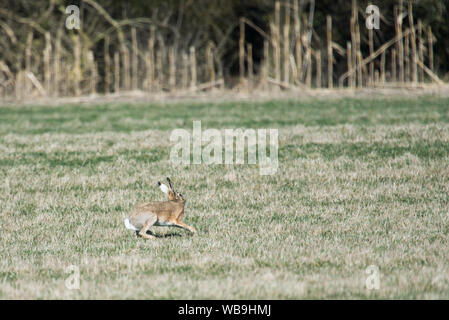 Lièvre d'Europe Lepus europaeus tournant sur un champ Banque D'Images