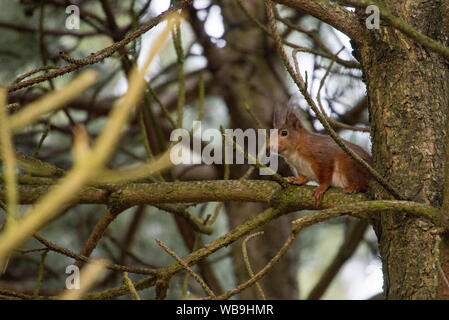 Écureuil rouge eurasiennes ou de l'écureuil roux. Sciurus vulgaris assis dans un arbre Banque D'Images