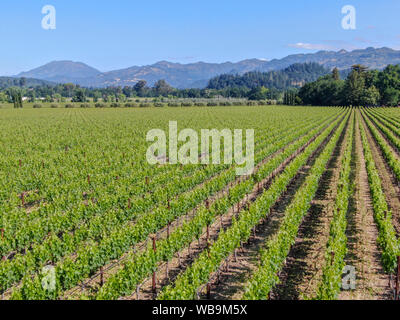 Vue aérienne de la Vigne à Napa Valley. Le Comté de Napa, dans la région viticole de la Californie. Paysage de vignes. Banque D'Images