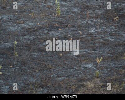Herbes brûlées. Incendies de printemps. Cendres de l'holocauste de l'herbe. Avec un champ d'herbe brûlée. Banque D'Images