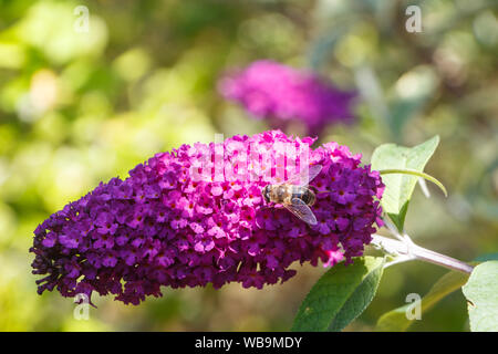 Fleurs de l'arbre aux papillons et d'abeilles dans un jardin en été Banque D'Images