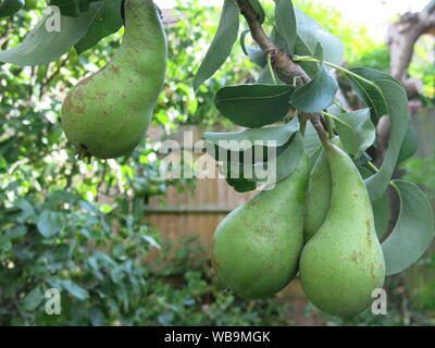 Close-up de trois poires vertes de la variété 'Concorde' plus gros & plus mûrs sur un arbre de jardin comme l'anglais pour l'été progresse vers la récolte. Banque D'Images