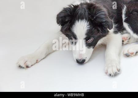 Funny studio portrait of cute souriant chiot border collie isolé sur fond blanc. Nouveau membre de la famille adorable petit chien le regard et l'attente Banque D'Images