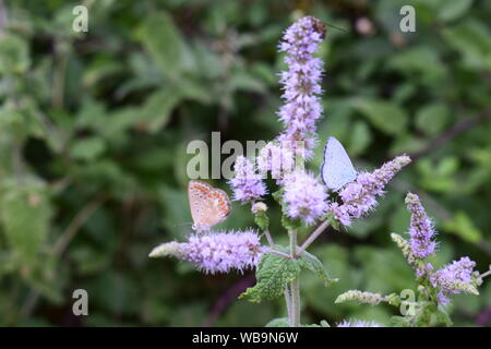 Papillons colorés sur une branche de menthe. Fond vert. Arrière-plan de printemps Banque D'Images