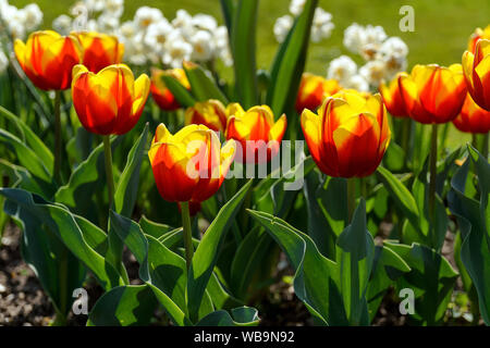 Tulips in a park on a sunny day. Banque D'Images