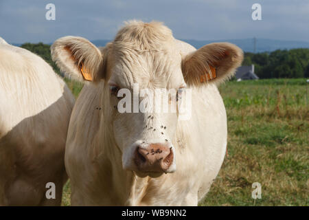 Gros plan sur une vache charolaise dans un champ en Bretagne Banque D'Images