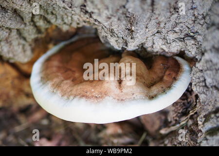 La surface supérieure d'un artiste (Ganoderma applanatum Conk), poussant sur un arbre, Ottawa, Ontario, Canada. Banque D'Images