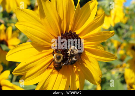 Deux bourdons (Bombus impatiens) partageant un tournesol. Banque D'Images