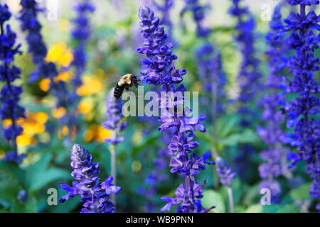 L'approche d'un bourdon Mealycup sage (Salvia farinacea) fleur. Les abeilles semblent particulièrement attirés par ce. Ottawa, Ontario, Canada. Banque D'Images