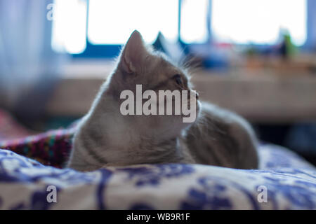 Scottish Straight. Cute cat woman, happy pet. Banque D'Images