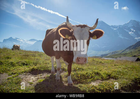 L''Eiger et marron vache Alpine avec cowbell à prairie alpine, Alpes Suisses, Suisse Banque D'Images