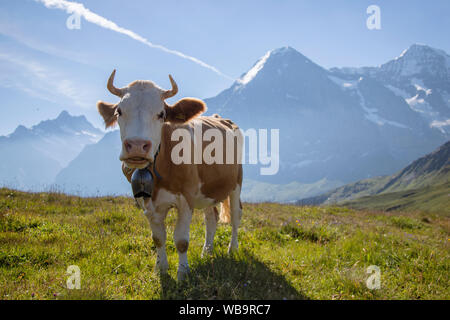 L''Eiger et marron vache Alpine avec cowbell à prairie alpine, Alpes Suisses, Suisse Banque D'Images