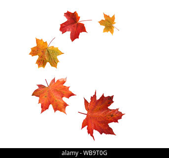 Vol en spirale des tas d'arbres d'érable du Canada l'automne les feuilles rouges isolated on white Banque D'Images