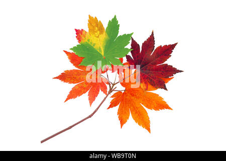 La direction générale de l'érable japonais avec l'automne rouge, orange et vert feuilles isolées sur fond blanc Banque D'Images