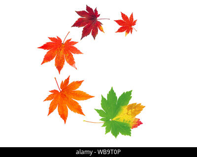 Vol en spirale des tas d'arbres d'érable japonais feuilles d'automne colorés isolated on white Banque D'Images