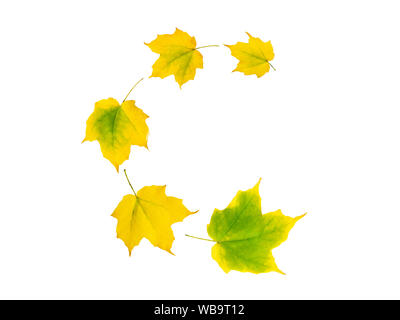 Vol en spirale tas de vert jaune automne érable arbre feuilles isolées sur fond blanc Banque D'Images