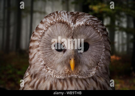 Owl, Close up portrait dans la sombre forêt. Wlidlife concept. Banque D'Images