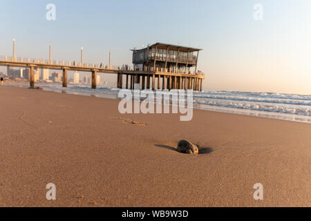 Durban-South Africa-August 2019- Une vue en gros plan d'un petit rocher qui le brun du sable à un Druban Beach Banque D'Images