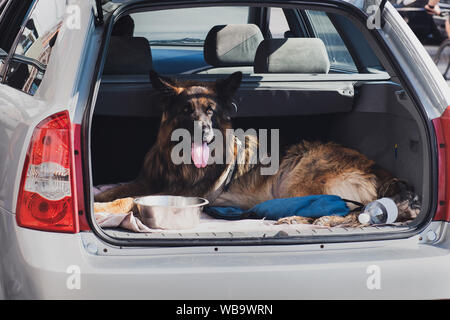 Beau berger allemand assis dans le coffre d'une voiture avec a ouvert la bouche. Chien montre la langue. Voyage avec chien. Sur le chemin de l'EFP. Banque D'Images