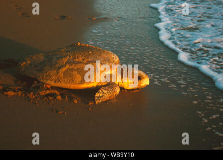 Tortue caouanne (Caretta caretta), retour à la mer après la ponte. Mon Repos Conservation Park, Bundaberg, Queensland, Australie Banque D'Images