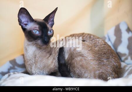 Toronto, Canada. Août 25, 2019. Un chat est visible pendant l'exposition de l'Exposition nationale canadienne de 2019 à Toronto, Canada, le 25 août 2019. Plus de 100 chats animaux de partout en Ontario ont été présentées sur l'affichage et la concurrence le dimanche. Source : Xinhua/Zheng Zou Banque D'Images