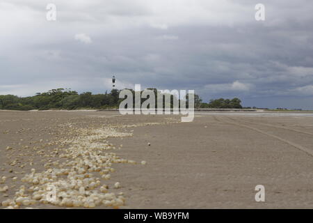 Les œufs d'escargot sur la plage de San Clemente del Tuyu, Buenos Aires, Argentine Banque D'Images
