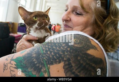 Toronto, Canada. Août 25, 2019. Un chat pose pour des photos avec son propriétaire au cours de l'exposition 2019 de l'Exposition nationale canadienne à Toronto, Canada, le 25 août 2019. Plus de 100 chats animaux de partout en Ontario ont été présentées sur l'affichage et la concurrence le dimanche. Source : Xinhua/Zheng Zou Banque D'Images