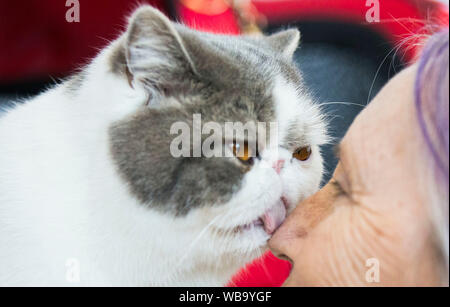 Toronto, Canada. Août 25, 2019. Un chat lèche son propriétaire au cours de l'exposition 2019 de l'Exposition nationale canadienne à Toronto, Canada, le 25 août 2019. Plus de 100 chats animaux de partout en Ontario ont été présentées sur l'affichage et la concurrence le dimanche. Source : Xinhua/Zheng Zou Banque D'Images