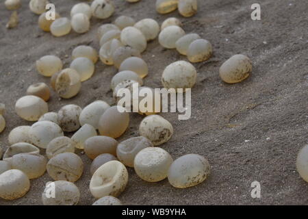 Les œufs d'escargot sur la plage de San Clemente del Tuyu, Buenos Aires, Argentine Banque D'Images