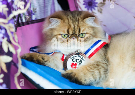 Toronto, Canada. Août 25, 2019. Un chat est vu avec la médaille au cours de l'exposition de l'Exposition nationale canadienne de 2019 à Toronto, Canada, le 25 août 2019. Plus de 100 chats animaux de partout en Ontario ont été présentées sur l'affichage et la concurrence le dimanche. Source : Xinhua/Zheng Zou Banque D'Images