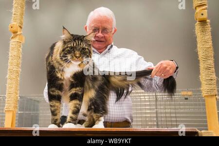 Toronto, Canada. Août 25, 2019. Membre du comité d'évaluation vérifie un chat au cours de l'exposition de l'Exposition nationale canadienne de 2019 à Toronto, Canada, le 25 août 2019. Plus de 100 chats animaux de partout en Ontario ont été présentées sur l'affichage et la concurrence le dimanche. Source : Xinhua/Zheng Zou Banque D'Images