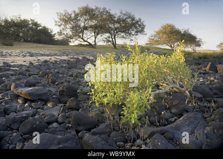 Mangrove gris (Avicennia marina), plus à l'aise dans la boue des estuaires à marée, cette mangrove gris rabougris lutte pour survivre sur un éperon rocheux et exposé s Banque D'Images