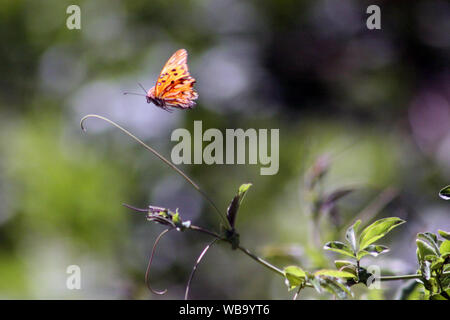 Papillon en plein vol. dans l'arrière-plan d'un flou de verts. Banque D'Images