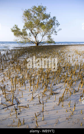 Mangrove gris (Avicennia marina), avec des pneumatophores découverte à marée basse, indiquant clairement l'étendue de la racine de la plante. Fraser Island, qu Banque D'Images